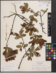 Foto von Salix cinerea subsp. atrocinerea (Brot.) Guinier